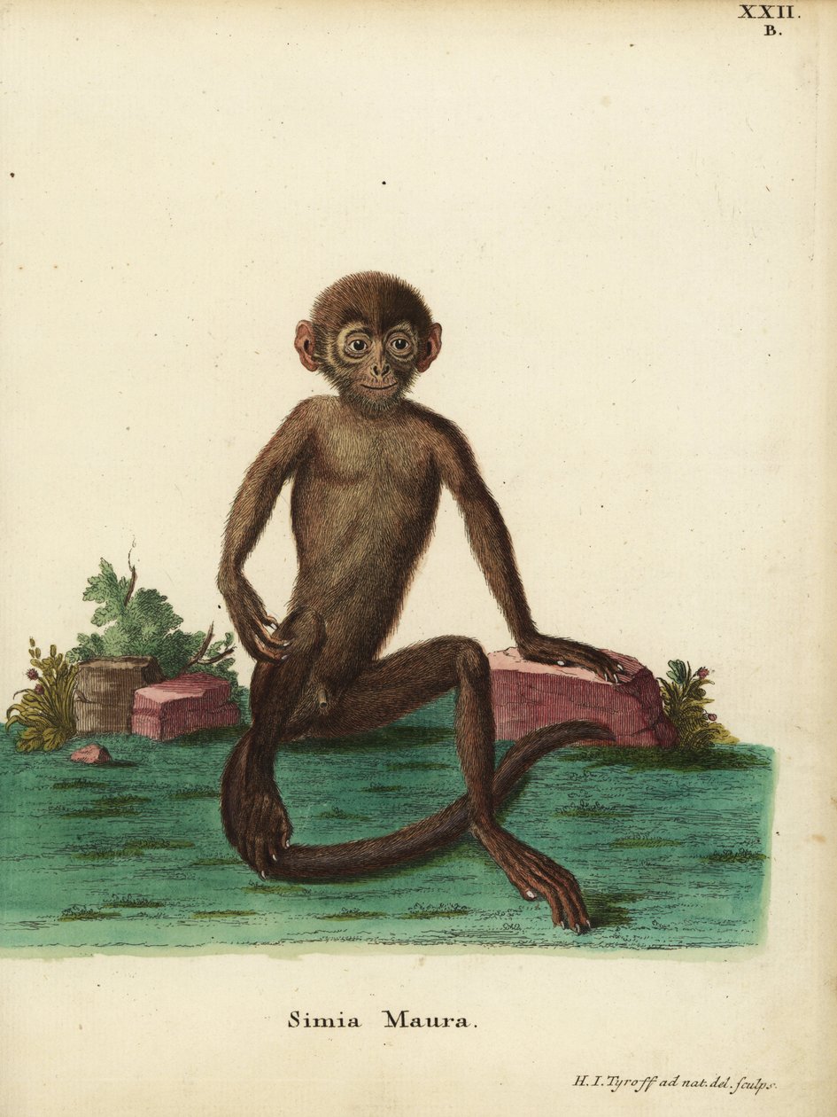 Młody langur pasiasty, Presbytis femoralis. Simia maura. Ręcznie kolorowany miedzioryt narysowany i wygrawerowany według natury przez Hermanna Jakoba Tyroffa z ilustracji Johanna Christiana Daniela Schrebera Zwierzęta według natury lub Fantastyczne zwierzę autorstwa Unbekannter Künstler