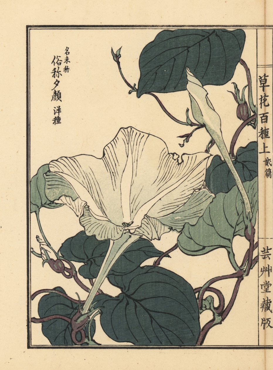 Yuugao, hyoutan, tykwa lub kwiat tykwy butelkowej, Lagenaria siceraria. Ręcznie kolorowany drzeworyt autorstwa Kono Bairei z Kusa Bana Hyakushu (Sto odmian kwiatów), Tokio, Yamada autorstwa Unbekannter Künstler