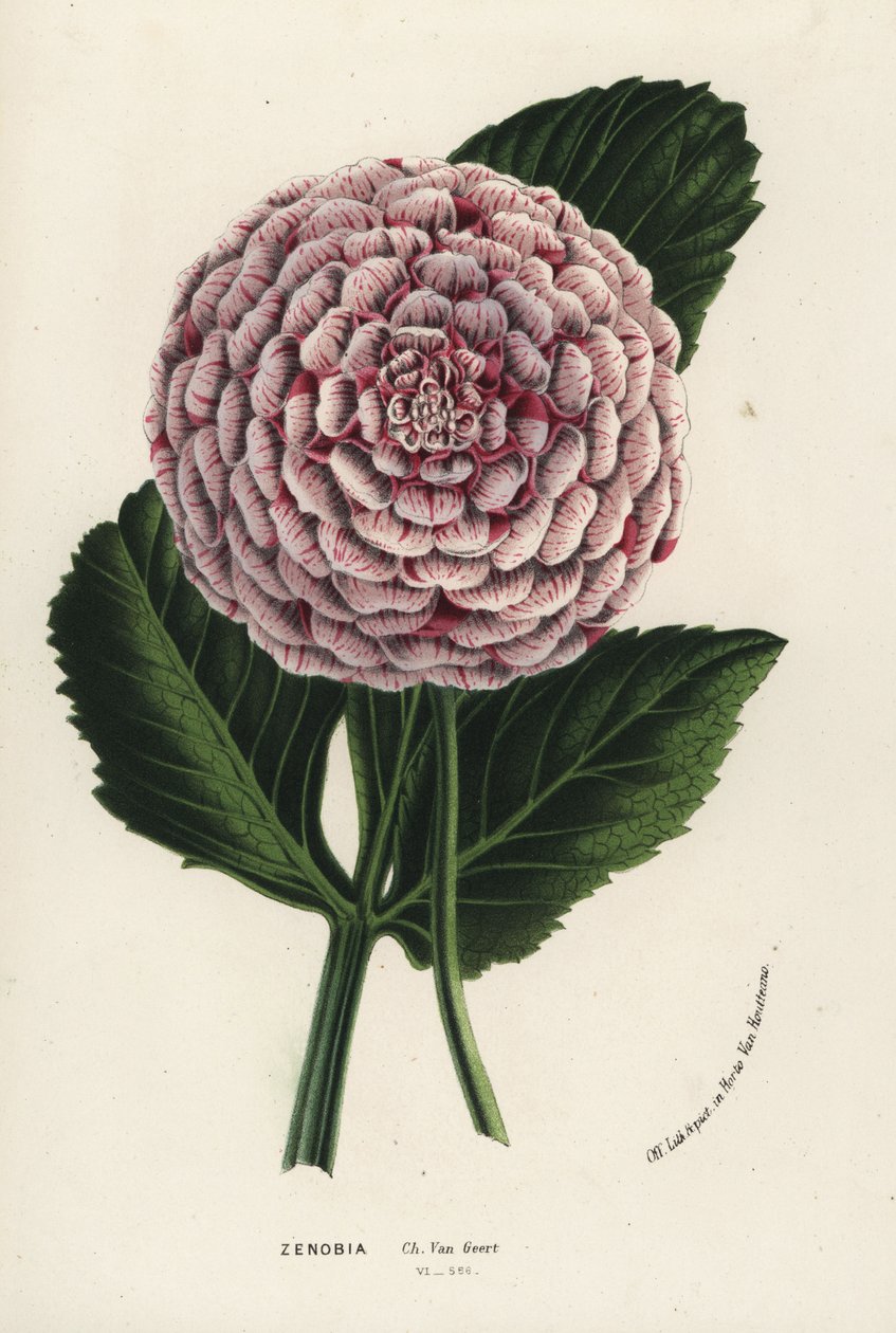 Hybryda dalii Zenobia, Dahlia coccinea. Ręcznie kolorowana litografia z dzieła Louisa van Houtte