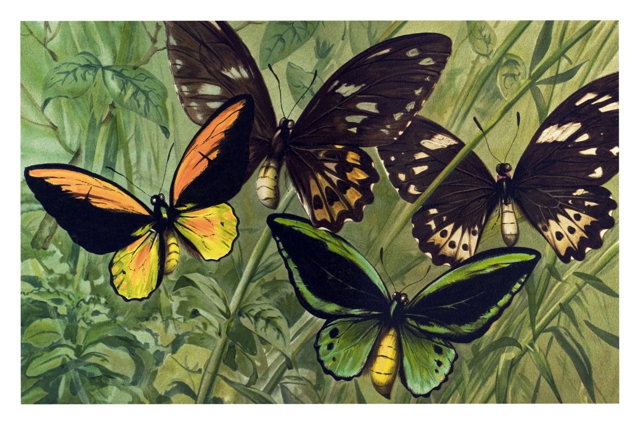 Wykres zoologiczny: motyl Cresus (Ornithoptera croesus), samiec i samica autorstwa Unbekannter Künstler