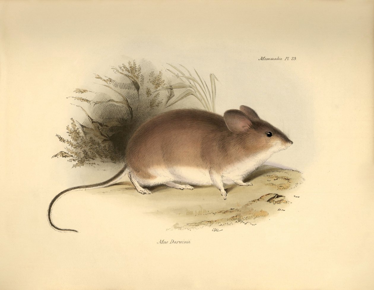 Zoologia: "Mud Darwinii" czyli mysz opisana przez Karola Darwina podczas jego podróży badawczej na pokładzie statku Beagle. Plansza pochodząca z "Zoologii podróży H.M.S. Beagle pod dowództwem kapitana Fitzroya w latach 1832-1836, zredagowanej i uzupełnione autorstwa Unbekannter Künstler