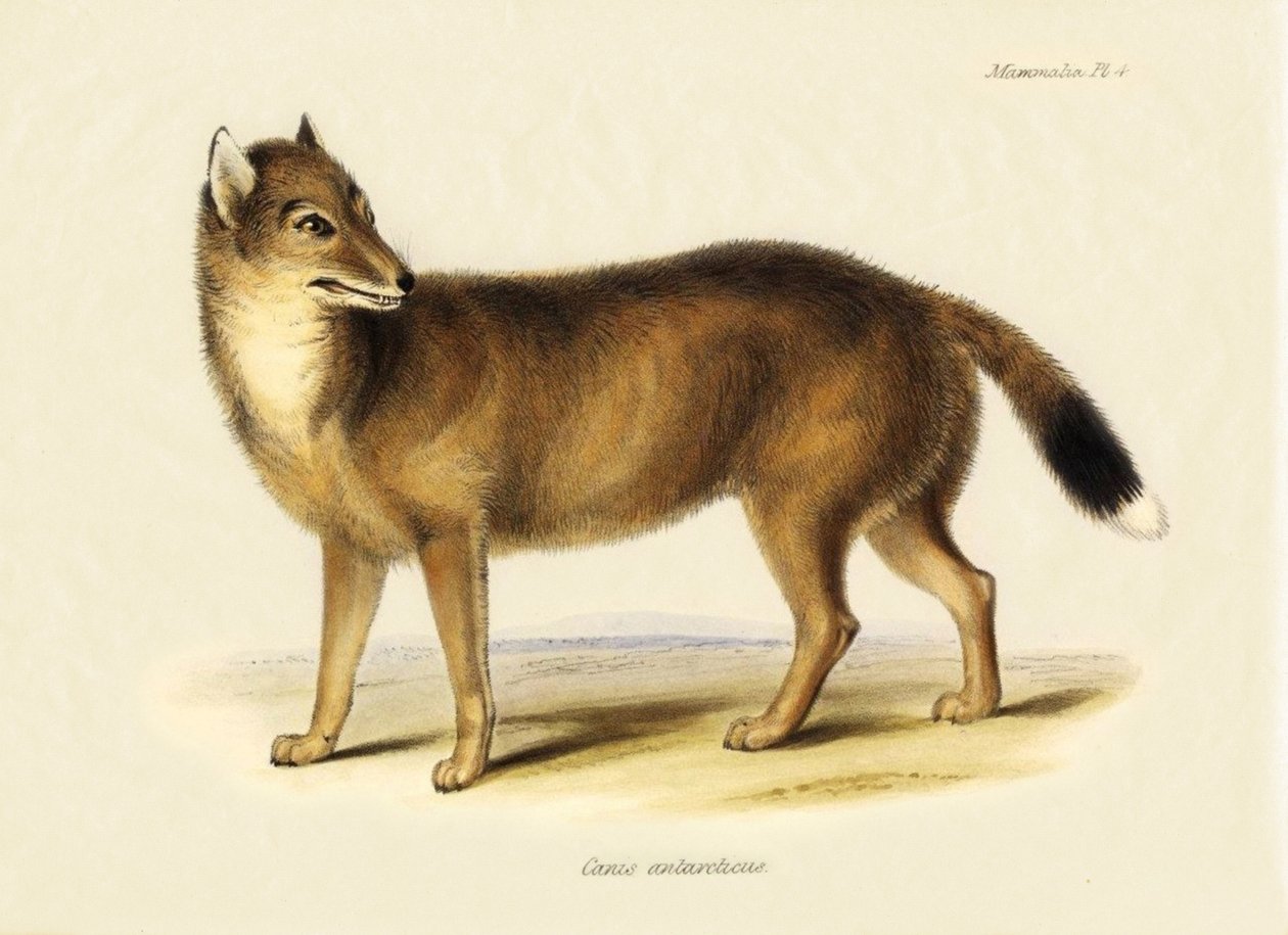 Zoologia: Lis falklandzki (Canis antarticus) zaobserwowany przez Karola Darwina (1809-1882) podczas jego podróży na pokładzie statku Beagle. Plansza z książki "Zoologia podróży statku H.M.S. Beagle pod dowództwem kapitana Fitzroya, R.N., w latach 1832-1836 autorstwa Unbekannter Künstler