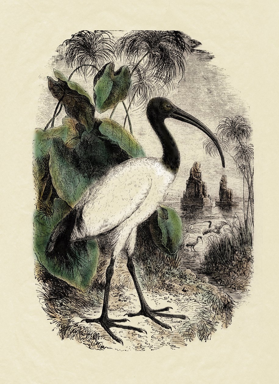 Zoologia: Sacre Ibis (Threskiornis aethiopicus), rycina z XIX wieku autorstwa Unbekannter Künstler
