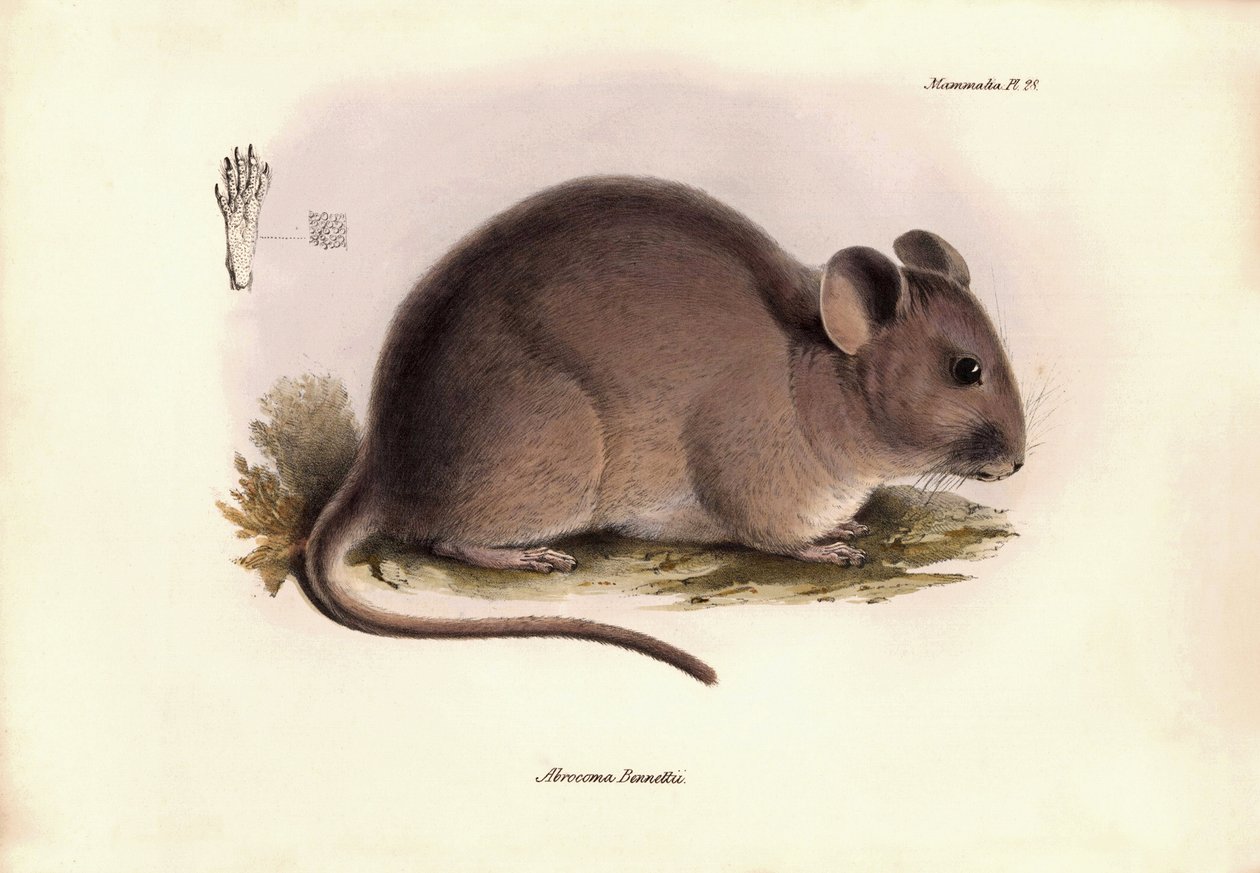 Zoologia: "Abrocoma Bennettii" lub szynszyla Bennetta opisana przez Karola Darwina podczas jego podróży badawczej na pokładzie statku Beagle. Plansza z "Zoologii podróży H.M.S. Beagle pod dowództwem kapitana Fitzroya w latach 1832-1836". autorstwa Unbekannter Künstler