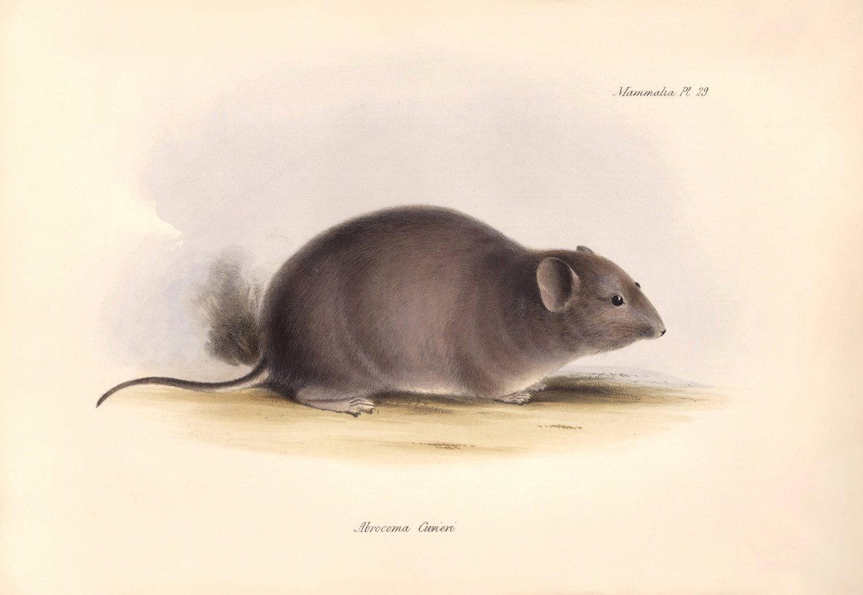 Zoologia: "Arocoma Cuvieri" lub Abocoma de Cuvier opisana przez Karola Darwina podczas jego podróży badawczej na pokładzie statku Beagle. Plansza z "Zoologii podróży H.M.S. Beagle pod dowództwem kapitana Fitzroya w latach 1832-1836". autorstwa Unbekannter Künstler