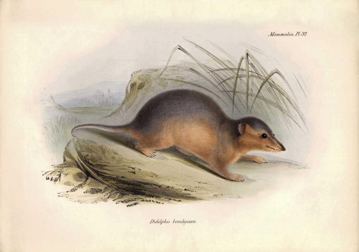 Zoologia: "Didelphis brachiura" z rodziny oposów opisany przez Karola Darwina podczas jego podróży badawczej na pokładzie statku Beagle. Plansza z "Zoologii podróży H.M.S. Beagle pod dowództwem kapitana Fitzroya w latach 1832-1836". autorstwa Unbekannter Künstler
