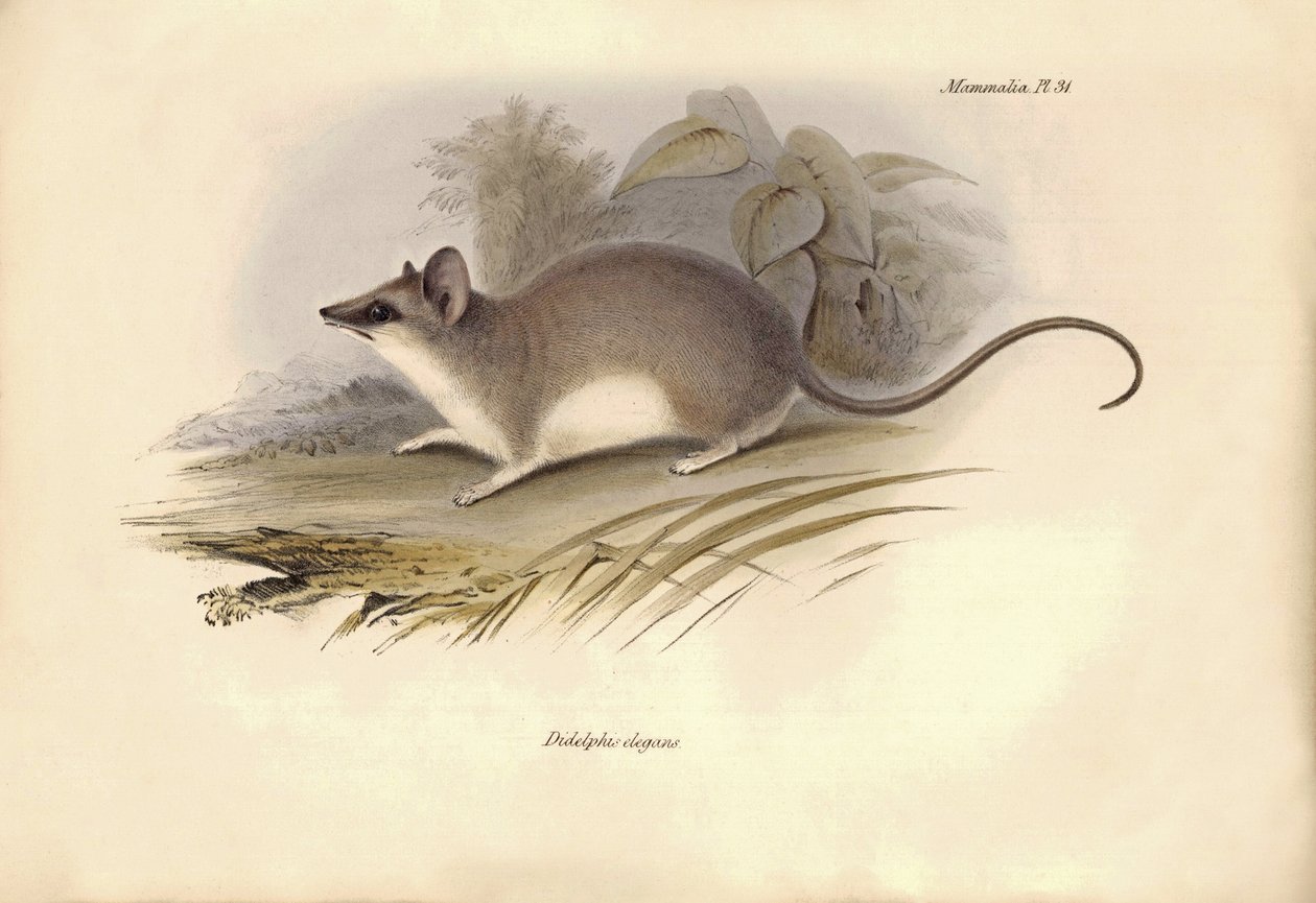 Zoologia: "Didelphis elegans" z rodziny oposów opisany przez Karola Darwina podczas jego podróży badawczej na pokładzie statku Beagle. Plansza z "Zoologii podróży H.M.S. Beagle pod dowództwem kapitana Fitzroya w latach 1832-1836". autorstwa Unbekannter Künstler
