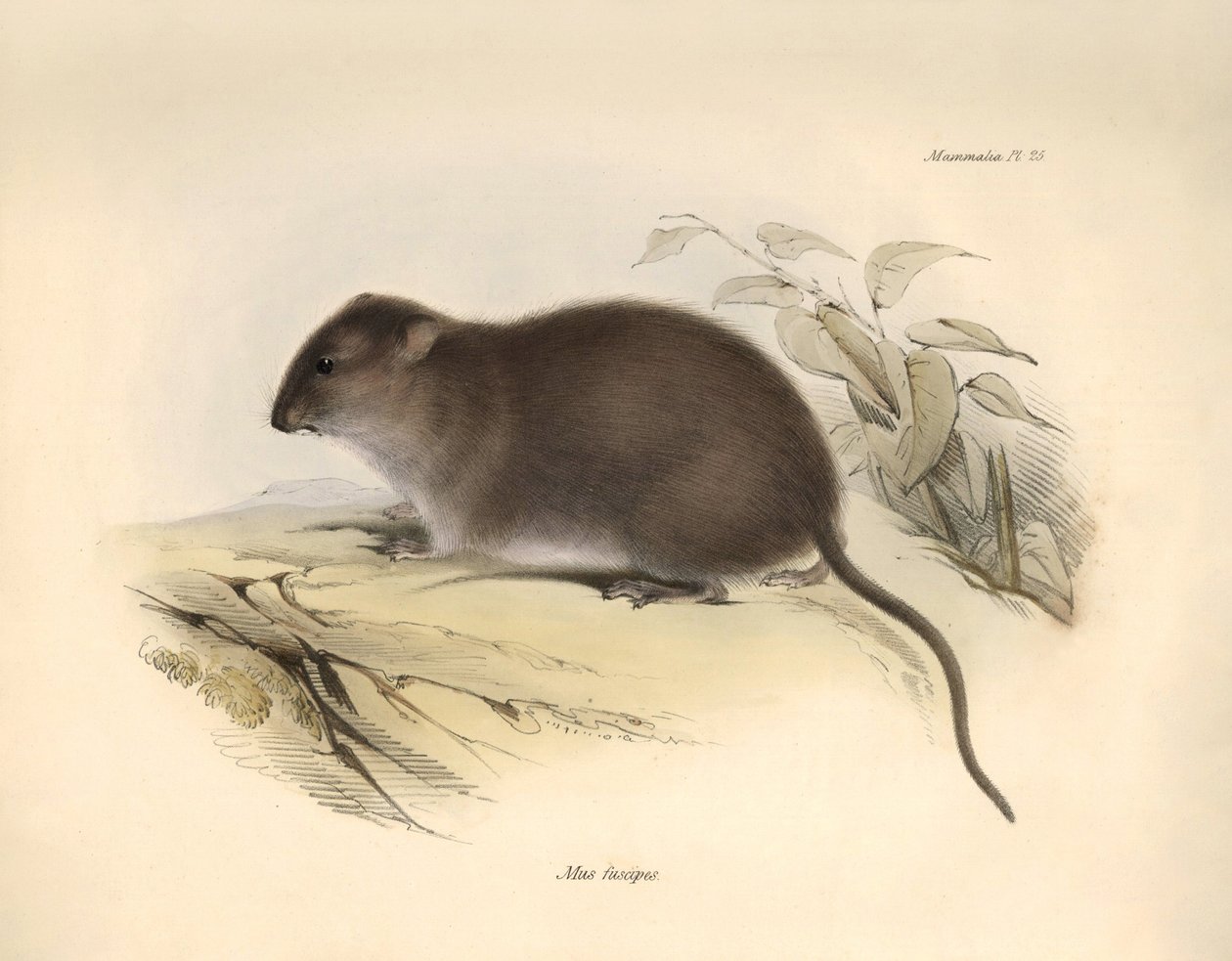 Zoologia: "Mus fuscipes" lub gryzoń z wybrzeża Australii opisany przez Karola Darwina podczas jego podróży badawczej na pokładzie statku Beagle. Plansza z "Zoologii podróży H.M.S. Beagle pod dowództwem kapitana Fitzroya w latach 1832-1832". autorstwa Unbekannter Künstler