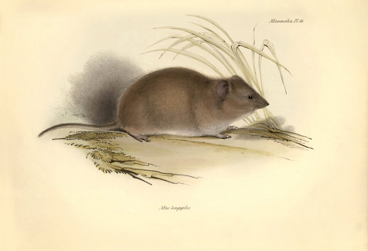 Zoologia: "Mus longipilis" (z rodziny szczurów polnych) opisany przez Karola Darwina podczas jego podróży badawczej na pokładzie statku Beagle. Plansza z "Zoologii podróży statku H.M.S. Beagle pod dowództwem kapitana Fitzroya w latach 1832-1832". autorstwa Unbekannter Künstler