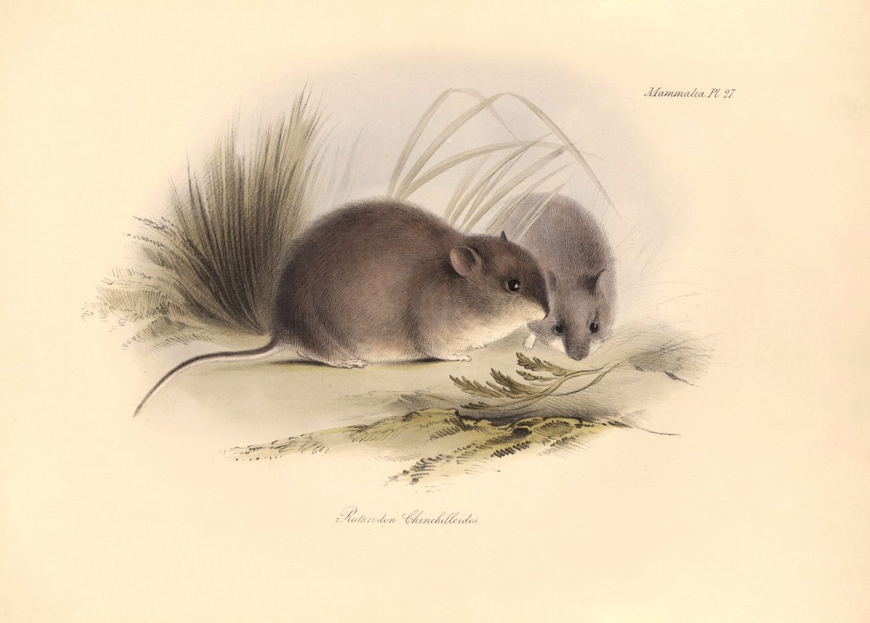 Zoologia: "Reithrodon Chinchilloides" lub szynszyla z Patagonii opisana przez Karola Darwina podczas jego podróży badawczej na pokładzie statku Beagle. Plansza z "Zoologii podróży H.M.S. Beagle pod dowództwem kapitana Fitzroya w latach 1. autorstwa Unbekannter Künstler