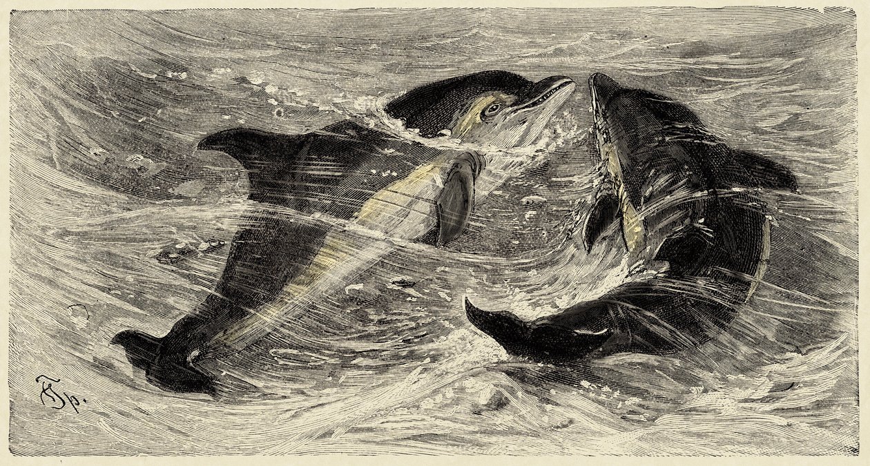 Zoologia: delfiny (delphinus delphis) opisane i zilustrowane przez Carlo Vogta i Federico Spechta w "Natural history illustree: mammals" z 1884 r. autorstwa Unbekannter Künstler