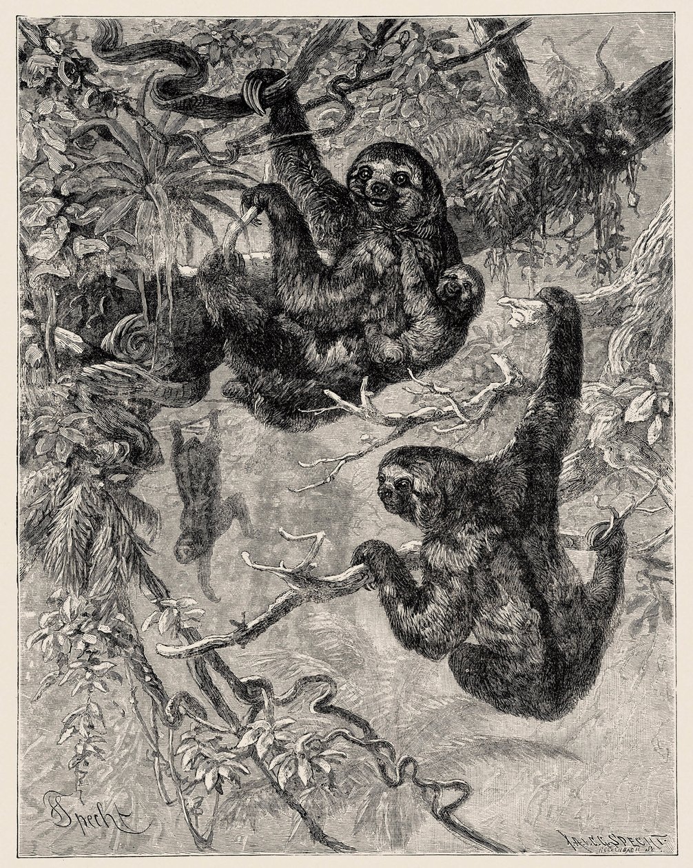 Zoologia: leniwiec (Ai - Bradypus tridactylus) opisany i zilustrowany przez Carlo Vogta i Federico Spechta w "Illustree Natural History: Mammals" 1884 autorstwa Unbekannter Künstler