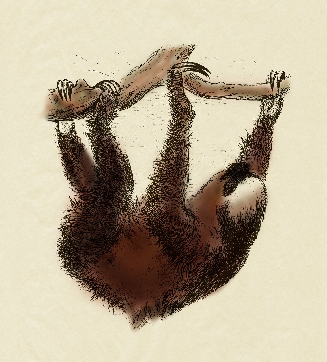 Zoologia: leniwiec (Bradypus tridactylus) autorstwa Unbekannter Künstler