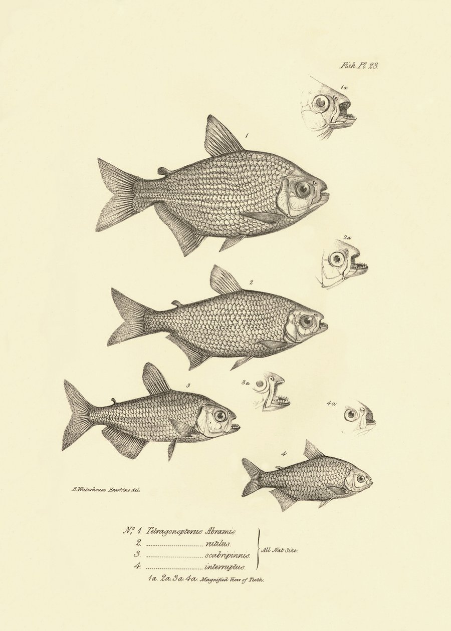 Zoologia: przedstawienie ryb "Tetragonopterus Abramis, rutilus, scabripinnis, interruptus" opisanych przez Karola Darwina podczas jego podróży na pokładzie statku Beagle. Plansza z "The zoology of the voyage of H.M.S. Beagle under the command of Captaain F autorstwa Unbekannter Künstler