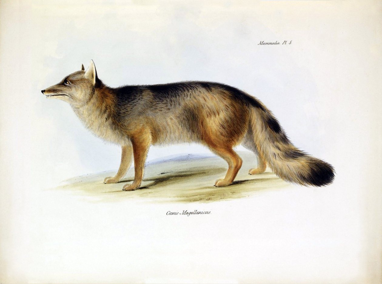 Zoologia: przedstawienie lisa południowoamerykańskiego "Canis fulvipes" opisanego przez Karola Darwina podczas jego podróży na pokładzie statku Beagle. Plansza z "Zoologii podróży H.M.S. Beagle pod dowództwem kapitana Fitzroya w latach 1832-1836". autorstwa Unbekannter Künstler