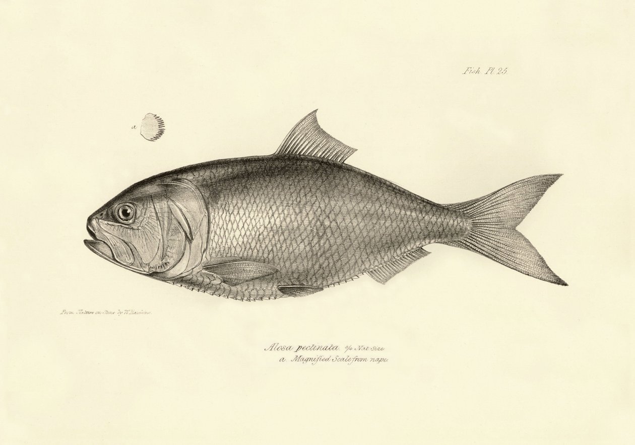 Zoologia: przedstawienie ryby "Alosa pectinata" opisanej przez Karola Darwina podczas jego podróży na pokładzie statku Beagle. Plansza z "Zoologii podróży H.M.S. Beagle pod dowództwem kapitana Fitzroya w latach 1832-1836". autorstwa Unbekannter Künstler
