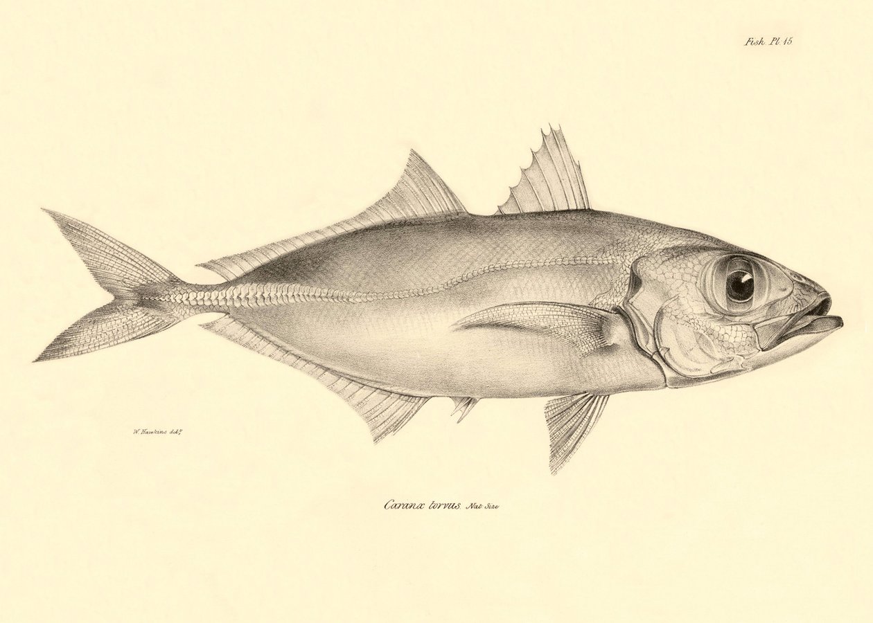 Zoologia: przedstawienie ryby "Caranx torvus" opisanej przez Karola Darwina podczas jego podróży na pokładzie statku Beagle. Plansza z "Zoologii podróży H.M.S. Beagle pod dowództwem kapitana Fitzroya w latach 1832-1836". autorstwa Unbekannter Künstler