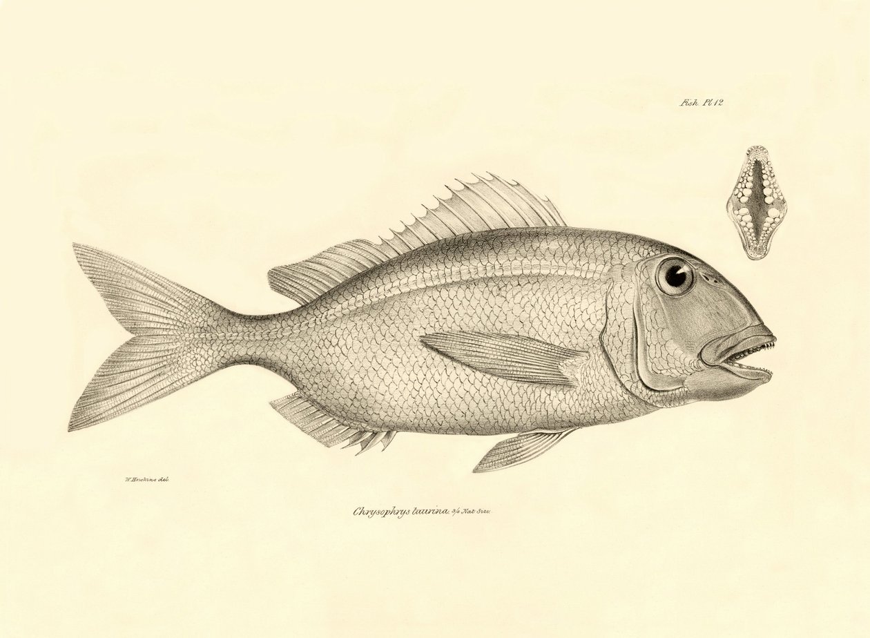 Zoologia: przedstawienie ryby "Chrysophrys taurina" opisanej przez Karola Darwina podczas jego podróży na pokładzie statku Beagle. Plansza z "Zoologii podróży H.M.S. Beagle pod dowództwem kapitana Fitzroya w latach 1832-1836". autorstwa Unbekannter Künstler