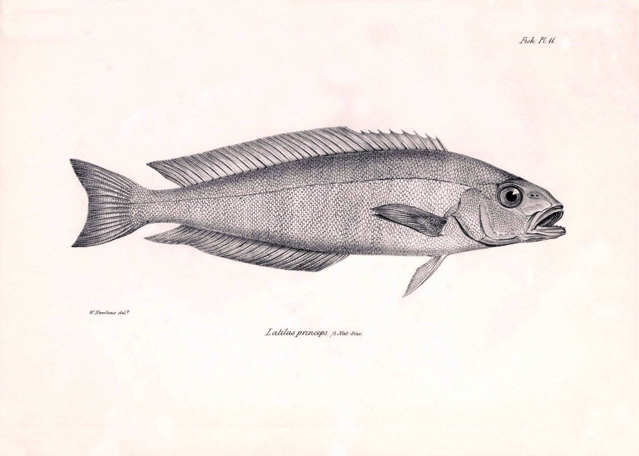 Zoologia: przedstawienie ryby "Latilus princeps" opisanej przez Karola Darwina podczas jego podróży na pokładzie statku Beagle. Plansza z "Zoologii podróży H.M.S. Beagle pod dowództwem kapitana Fitzroya w latach 1832-1836". autorstwa Unbekannter Künstler
