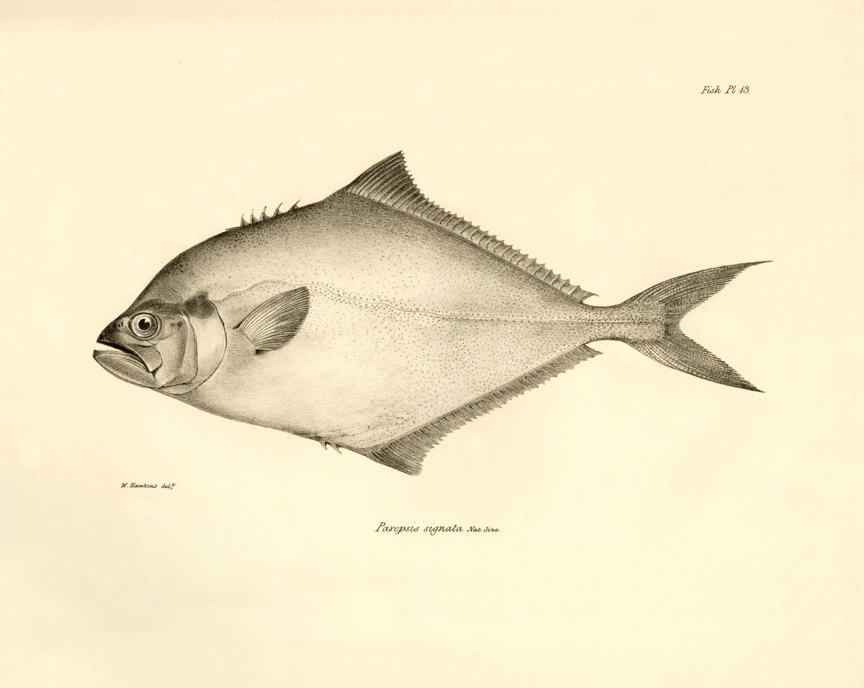 Zoologia: przedstawienie ryby "Paropsis signata" opisanej przez Karola Darwina podczas jego podróży na pokładzie statku Beagle. Plansza z "Zoologii podróży H.M.S. Beagle pod dowództwem kapitana Fitzroya w latach 1832-1836". autorstwa Unbekannter Künstler