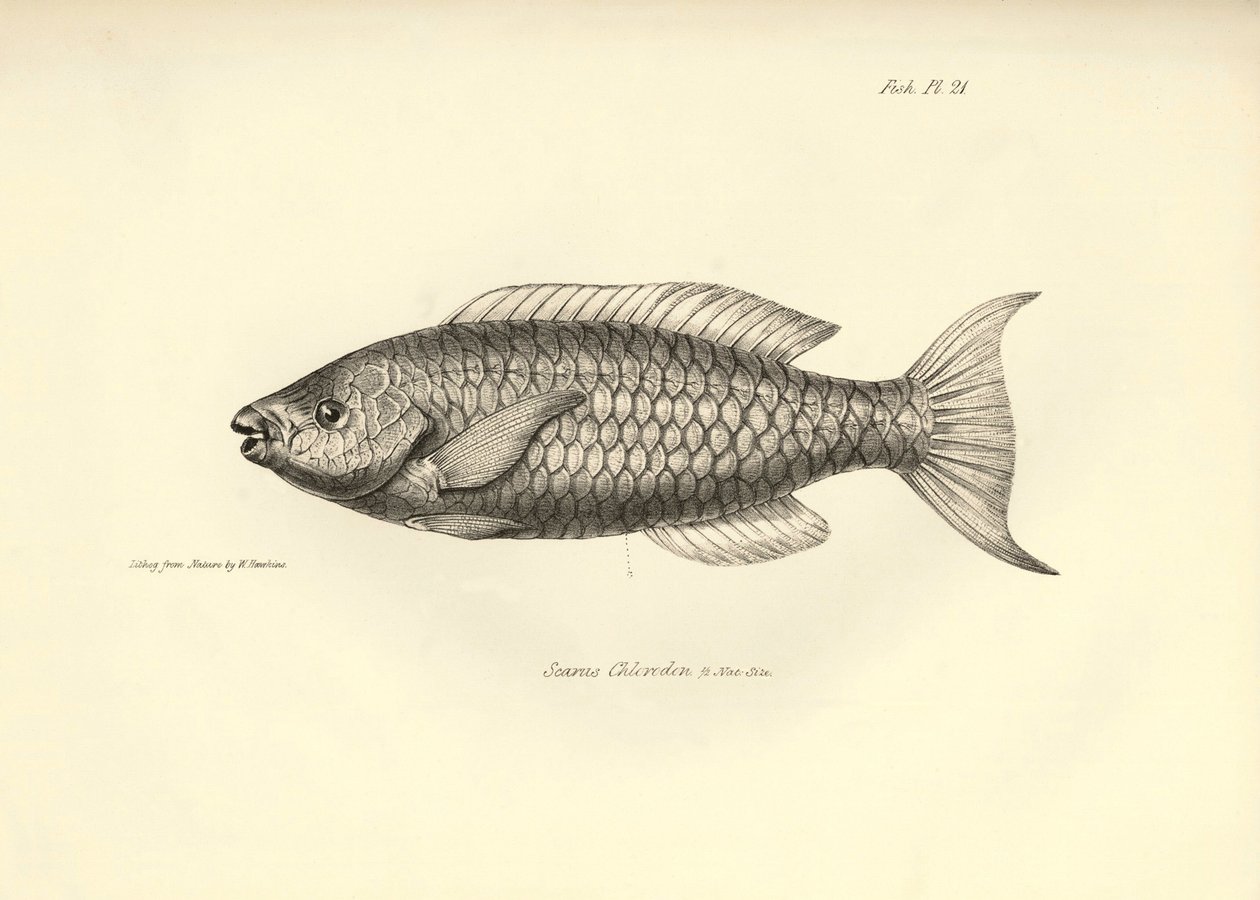 Zoologia: przedstawienie ryby "Scarus Chlorodon" opisanej przez Karola Darwina podczas jego podróży na pokładzie statku Beagle. Plansza z "Zoologii podróży H.M.S. Beagle pod dowództwem kapitana Fitzroya w latach 1832-1836". autorstwa Unbekannter Künstler