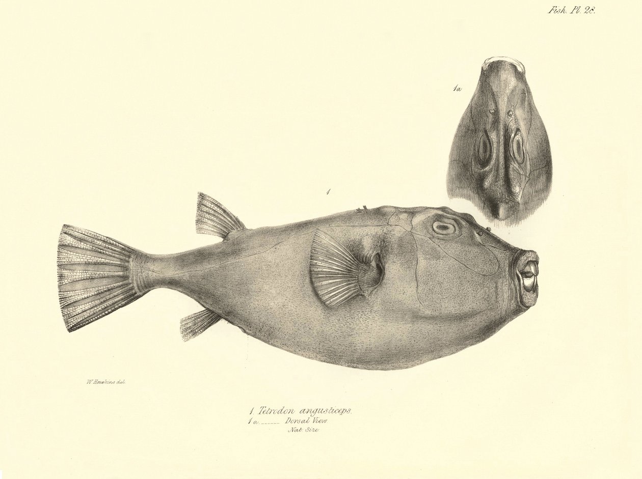 Zoologia: przedstawienie ryby "Tetrodon (Tetraodon) angusticeps" opisanej przez Karola Darwina podczas jego podróży na pokładzie statku Beagle. Plansza z "The zoology of the voyage of H.M.S. Beagle under the command of Captaain Fitzroy during the years 183 autorstwa Unbekannter Künstler
