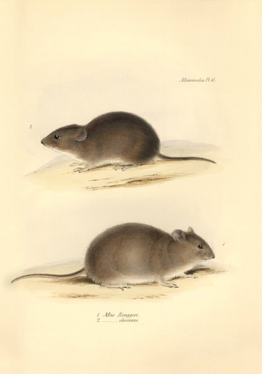 Zoologia: "Mus Renggeri" i "Mus obscurus" (szczury) opisane przez Karola Darwina podczas jego podróży badawczej na pokładzie statku Beagle. Plansza z "Zoologii podróży H.M.S. Beagle pod dowództwem kapitana Fitzroya w latach 1832-183". autorstwa Unbekannter Künstler