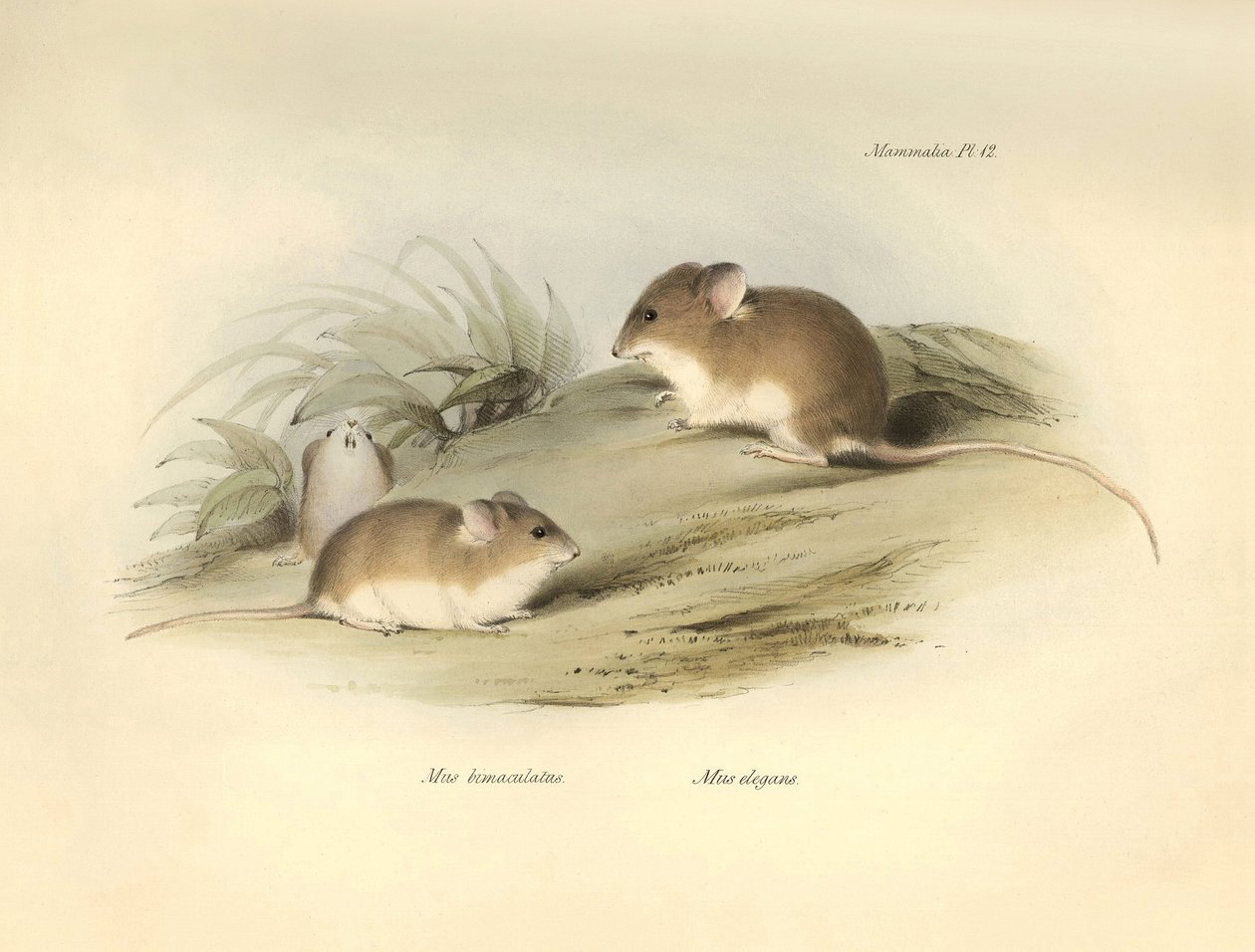 Zoologia: "Mus albimaculatus" i "Mus elegans" (mysz) opisane przez Karola Darwina podczas jego podróży badawczej na pokładzie statku Beagle. Plansza z "Zoologii podróży H.M.S. Beagle pod dowództwem kapitana Fitzroya w latach 1832-18". autorstwa Unbekannter Künstler