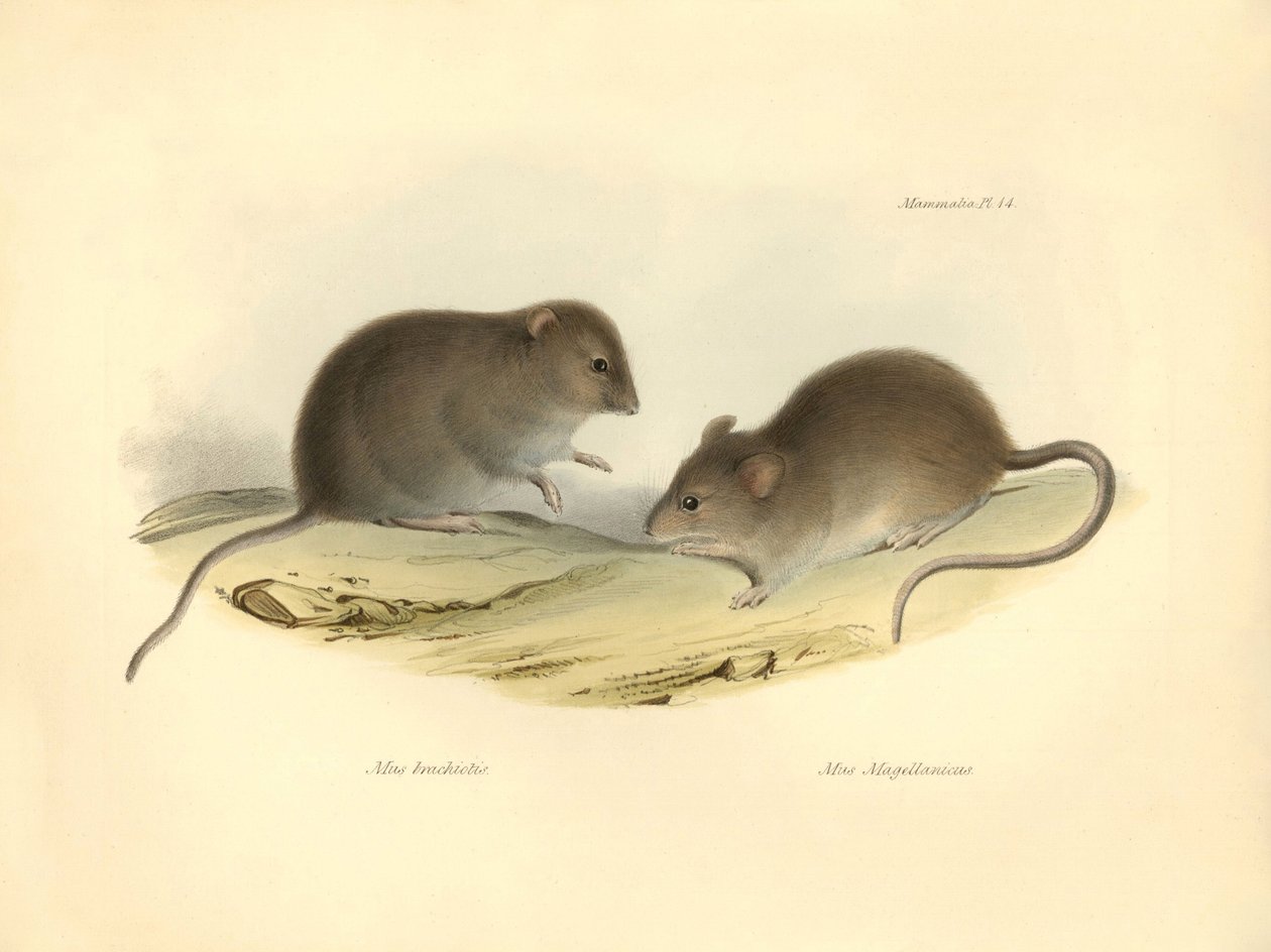 Zoologia: "Mus brachiotis" i Mus "Magellanicus" (szczury) opisane przez Karola Darwina podczas jego podróży badawczej na pokładzie statku Beagle. Plansza z "The Zoology of the voyage of H.M.S. Beagle under the command of Captain Fitzroy during the years 18 autorstwa Unbekannter Künstler