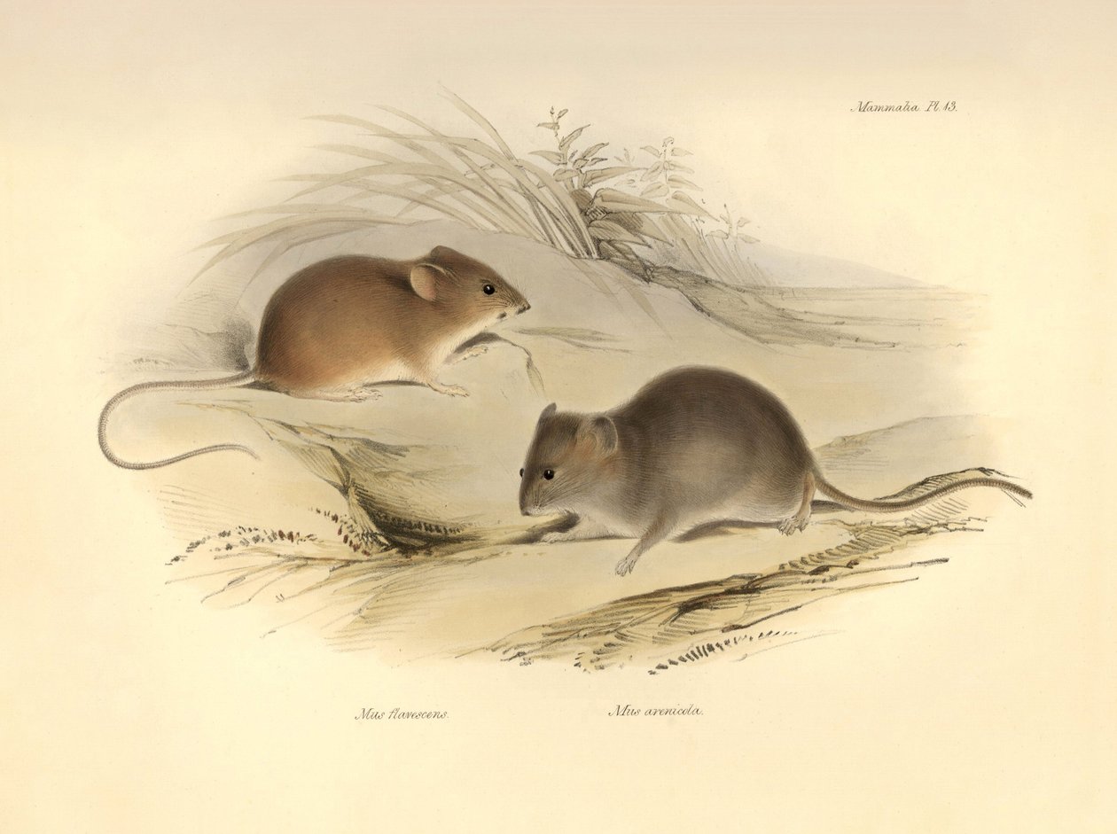 Zoologia: "Mus flavescens" i "Mus arenicola" (szczury) opisane przez Karola Darwina podczas jego podróży badawczej na pokładzie statku Beagle. Plansza z "Zoologii podróży H.M.S. Beagle pod dowództwem kapitana Fitzroya w latach 1832-1836". autorstwa Unbekannter Künstler