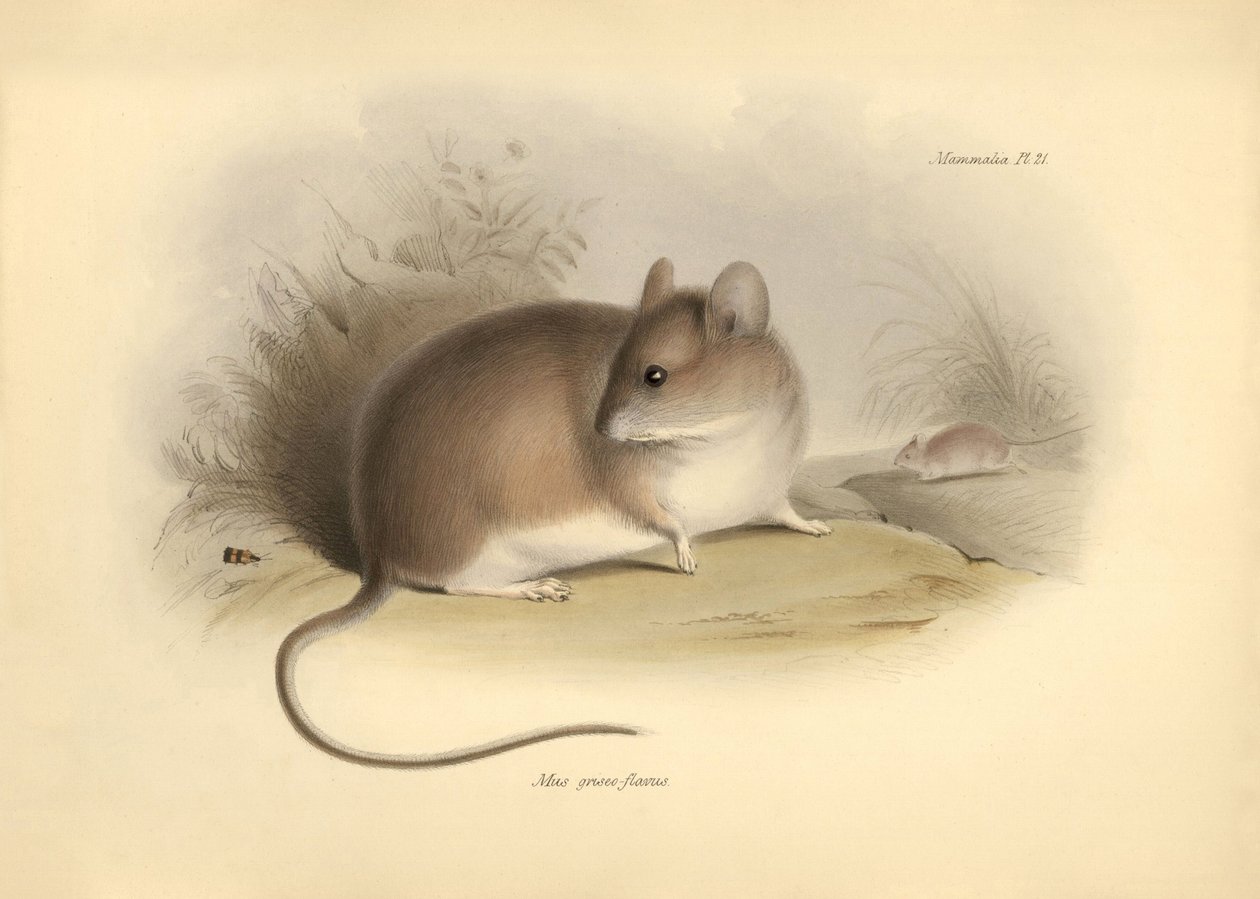 Zoologia: "Mus griseoflavus" lub mysz liściasta opisana przez Karola Darwina podczas jego podróży badawczej na pokładzie statku Beagle. Plansza z "Zoologii podróży statku H.M.S. Beagle pod dowództwem kapitana Fitzroya w latach 1832-1836, pod redakcją i w t autorstwa Unbekannter Künstler