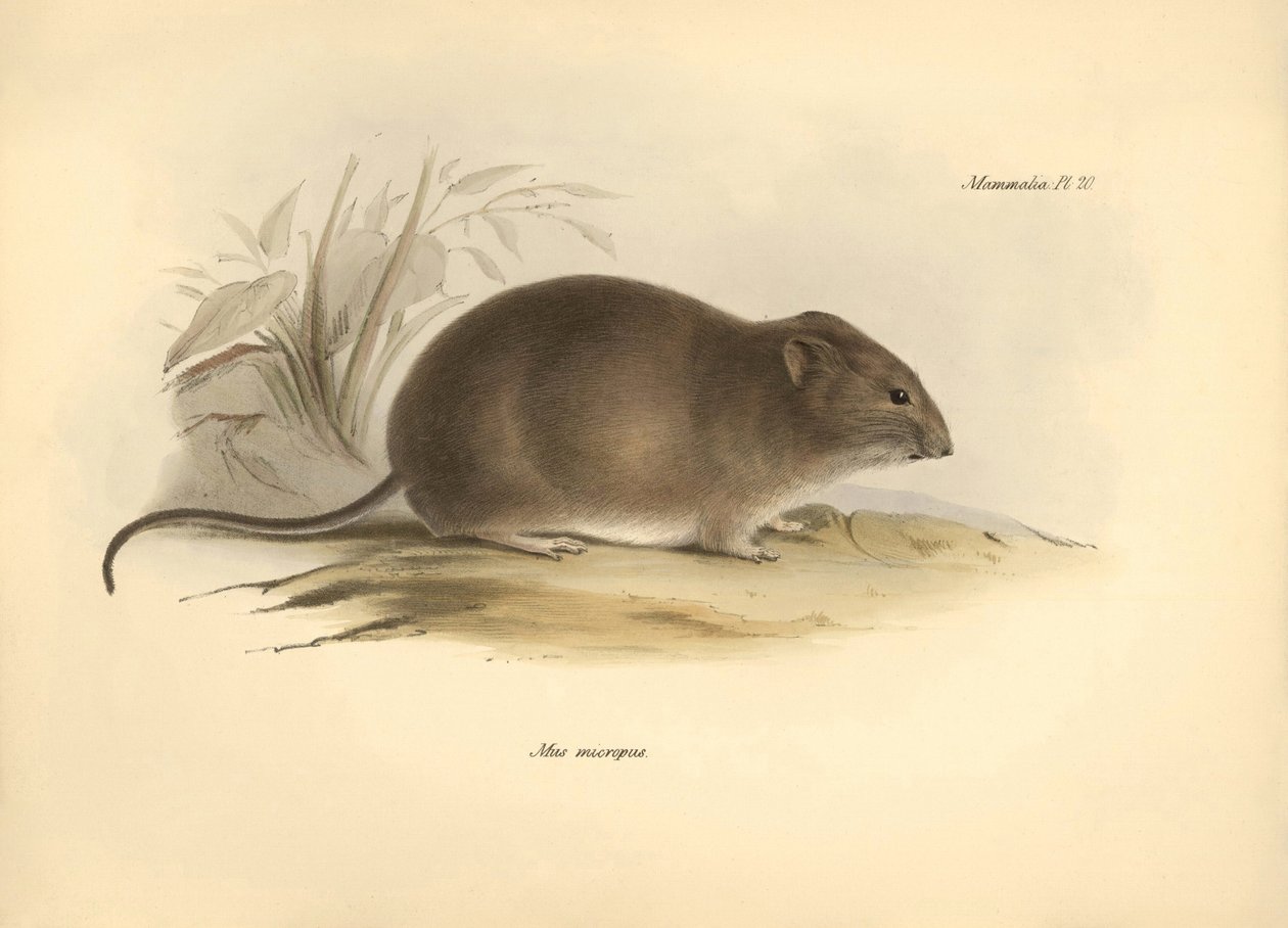 Zoologia: "Mus micropus" lub mysz Grand-A-ears opisana przez Karola Darwina podczas jego podróży badawczej na pokładzie statku Beagle. Plansza z "Zoologii podróży H.M.S. Beagle pod dowództwem kapitana Fitzroya w latach 1832-1836" wyd. autorstwa Unbekannter Künstler