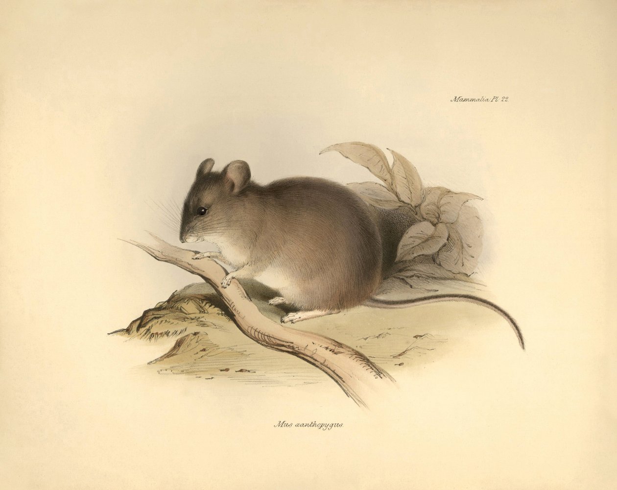 Zoologia: "Mus xanthopygus" lub mysz xanthopygus opisana przez Karola Darwina podczas jego podróży badawczej na pokładzie statku Beagle. Plansza z "Zoologii podróży H.M.S. Beagle pod dowództwem kapitana Fitzroya w latach 1832-1836". autorstwa Unbekannter Künstler