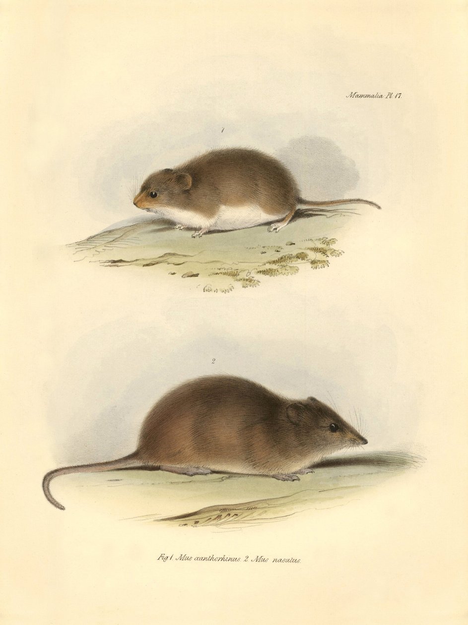 Zoologia: "Mus xanthorhinus" lub szczur polny i "Mus nasutus" opisane przez Karola Darwina podczas jego podróży badawczej na pokładzie statku Beagle. Plansza z "Zoologii podróży H.M.S. Beagle pod dowództwem kapitana Fitzroya w latach 1832-1832". autorstwa Unbekannter Künstler