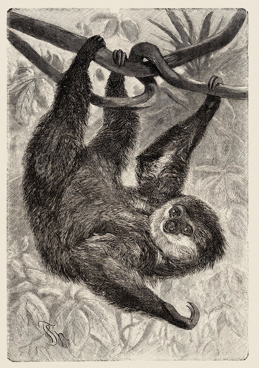 Zoology: unau or lazy opisuje i ilustruje Carlo Vogt i Federico Specht w "Natural history illustree: mammals" 1884. autorstwa Unbekannter Künstler