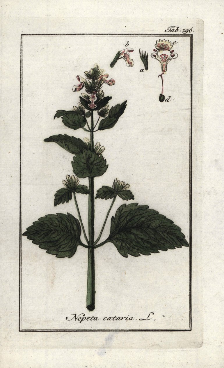catary lub kocimiętka (Nepeta cataria). Litografia z "Afbeelding der Artseny-Gewassen" Johannesa Zorna (1739-1799), Holandia autorstwa Unbekannter Künstler