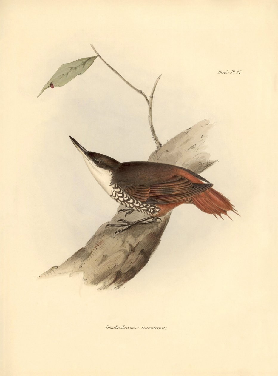 ornitologia: "Dendrodamus leucosternus" ptak Ameryki Południowej zaobserwowany i opisany przez Karola Darwina (1809-1882). Plansza z "Zoologii podróży H.M.S. Beagle. Flight. III, Ptaki opisane przez Johna Goulda, z uwagą o ich zwyczajach przez Charl autorstwa Unbekannter Künstler