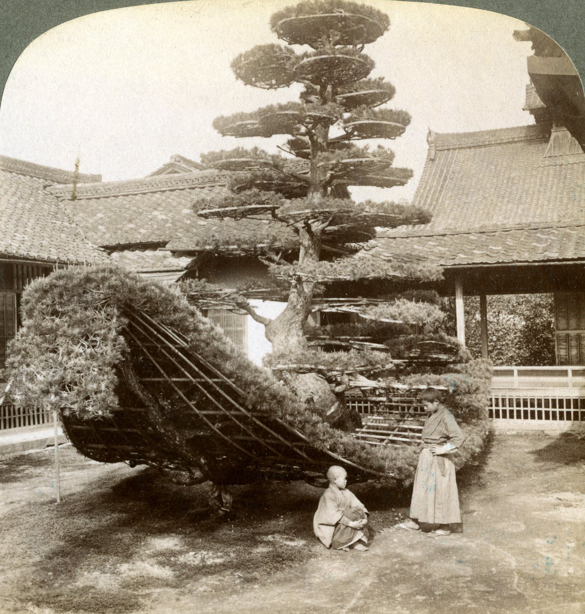 Pojedyncza sosna uformowana w kształt łodzi, klasztor Kinkaku-ji, Kioto, Japonia, 1904 autorstwa Underwood and Underwood