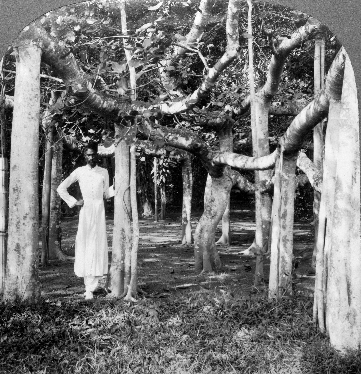 Wśród korzeni drzewa figowego, Kalkuta, Indie, 1900. autorstwa Underwood and Underwood