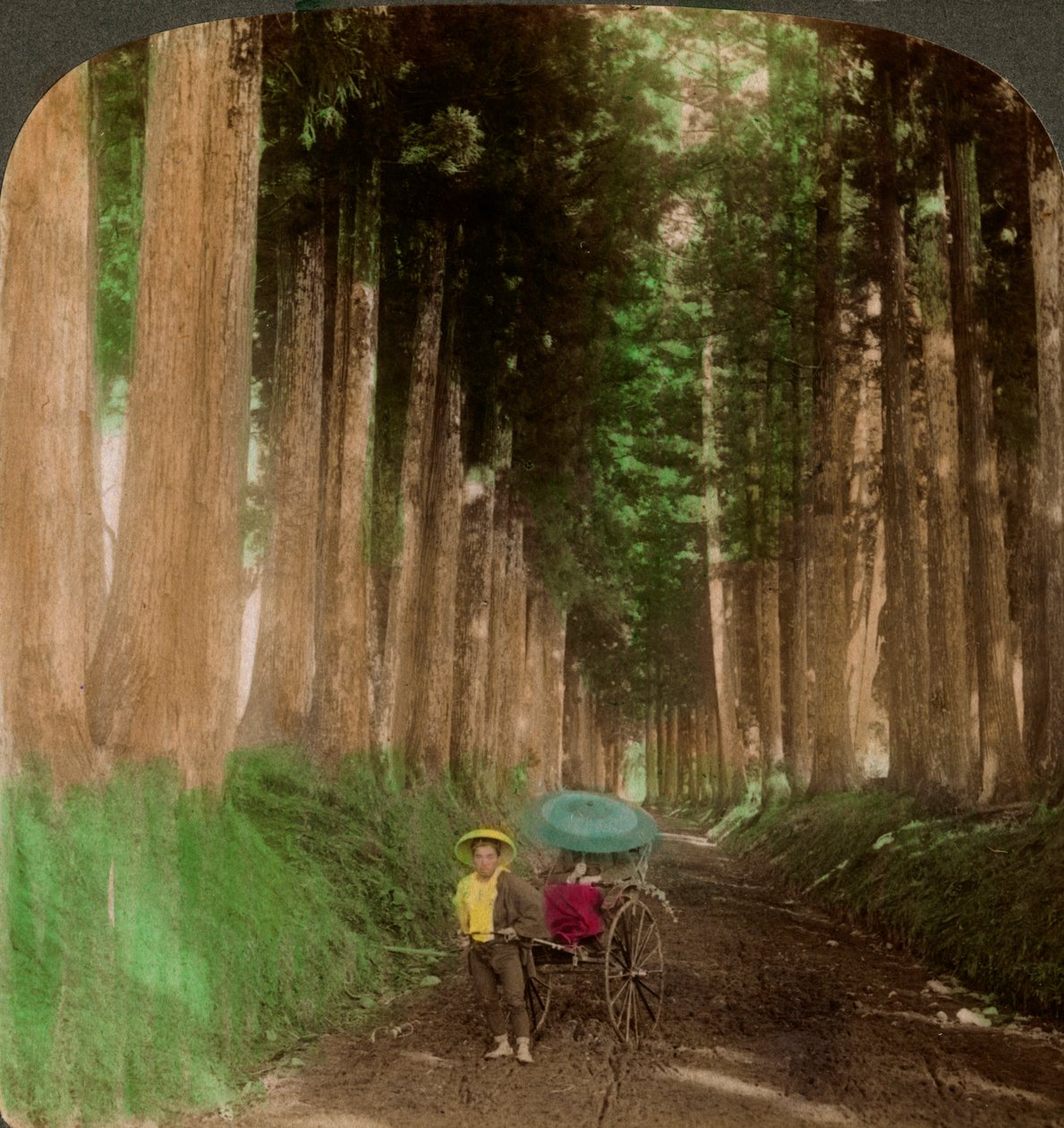 Aleja cedrowych kryptomerii, Nikko, Japonia, 1896. autorstwa Underwood and Underwood