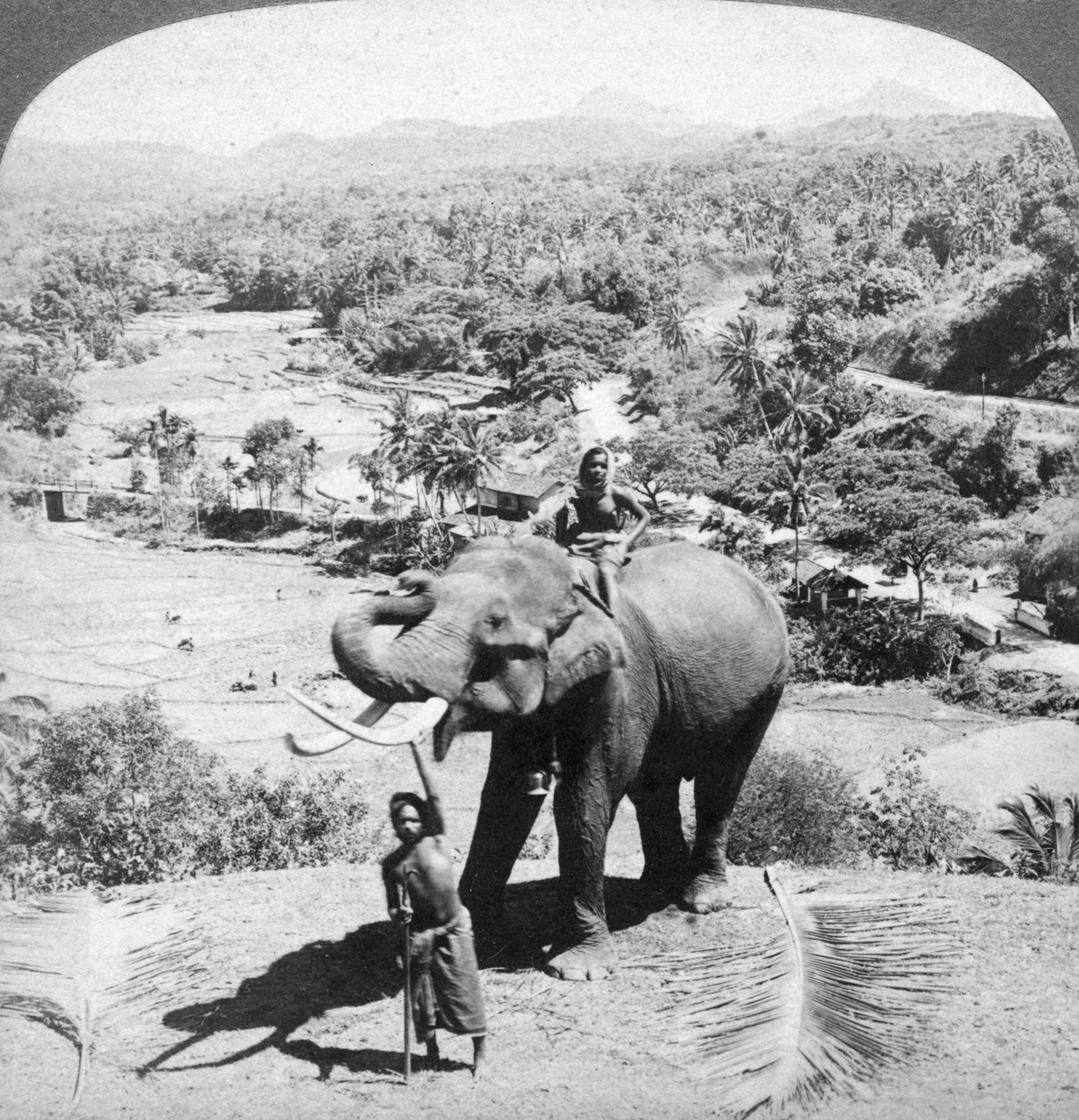 Słoń i jego opiekun, Sri Lanka, 1902. autorstwa Underwood and Underwood