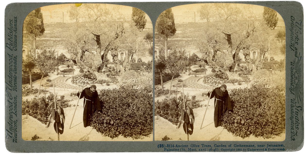 Starożytne drzewa oliwne w Ogrodzie Getsemani, niedaleko Jerozolimy, Palestyna, 1905. autorstwa Underwood and Underwood