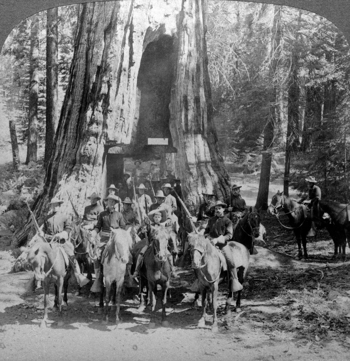 Kawaleria przechodząca przez wielkie drzewo Kalifornia, Kalifornia, USA. autorstwa Underwood and Underwood