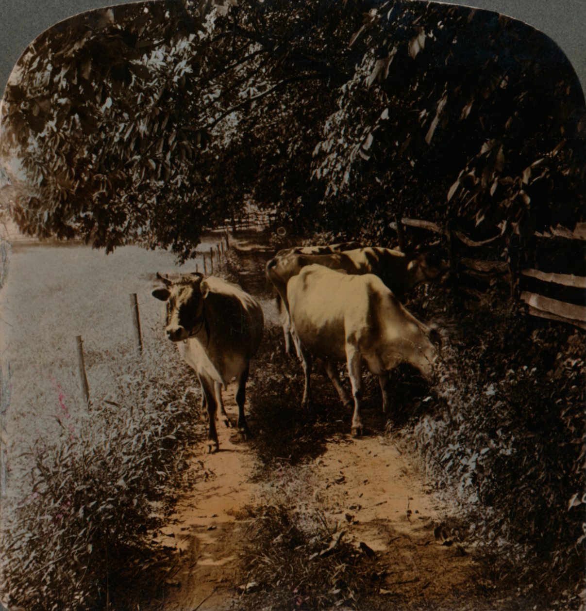 Krowy wracają do domu wzdłuż drogi w czasie doju, ok. 1900. Artyści: Elmer Underwood, Bert Elias Underwood. autorstwa Underwood and Underwood