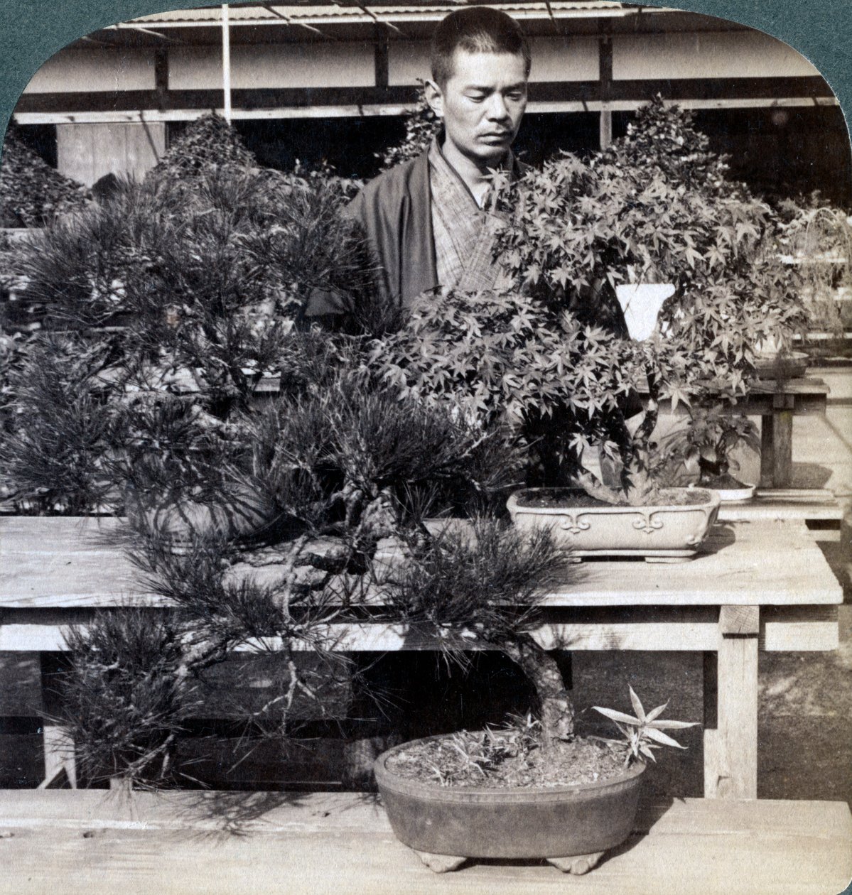 Sosny i klony karłowate w szklarni hrabiego Okumasa, Tokio, Japonia, 1904 autorstwa Underwood and Underwood