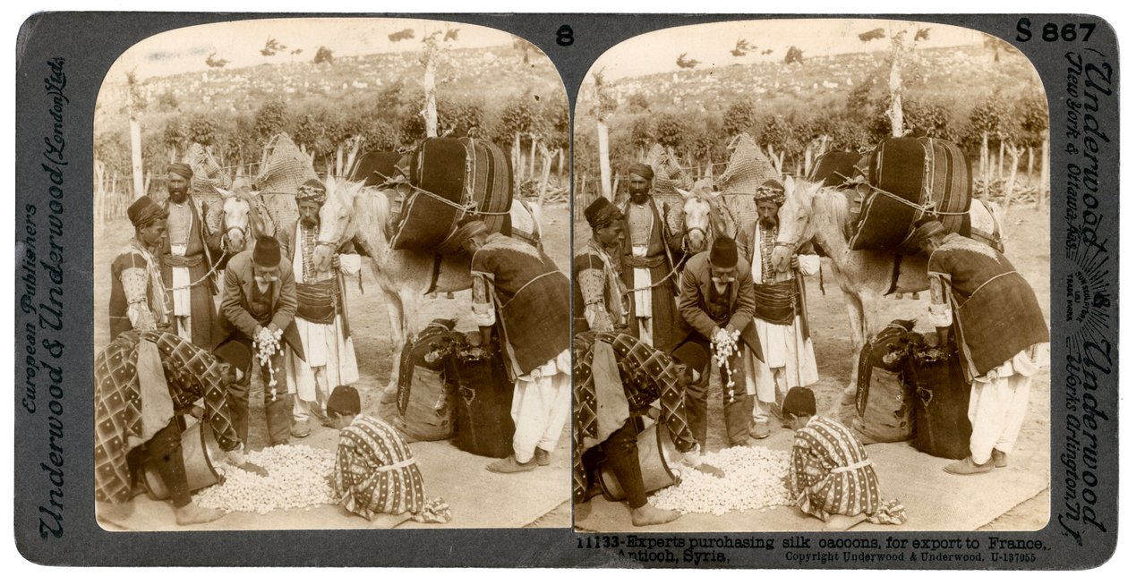 Eksperci skupujący kokony jedwabne na eksport do Francji, Antiochii, Syrii, lata 1900. autorstwa Underwood and Underwood