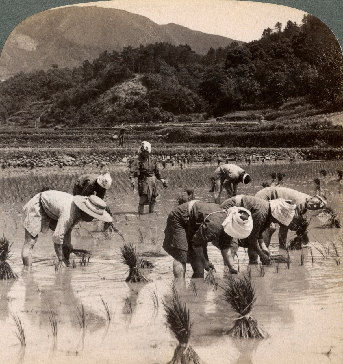 Robotnicy rolni przesadzający pędy ryżu w pobliżu Kioto, Japonia, 1904 autorstwa Underwood and Underwood