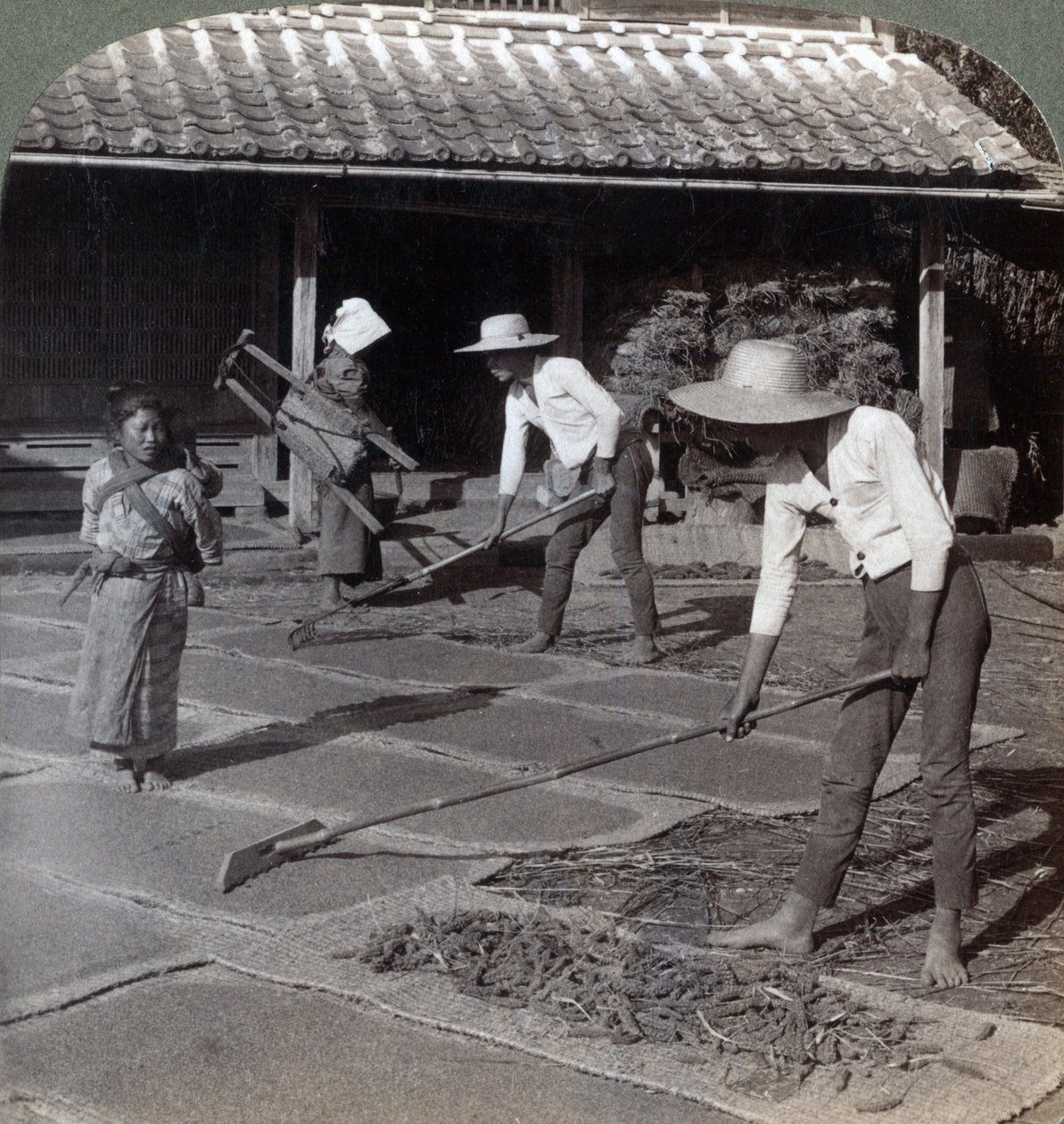 Rolnicy z bambusowymi grabiami rozrzucają proso na matach do wyschnięcia na zimę, niedaleko Jokohamy, Japonia, 1904 autorstwa Underwood and Underwood