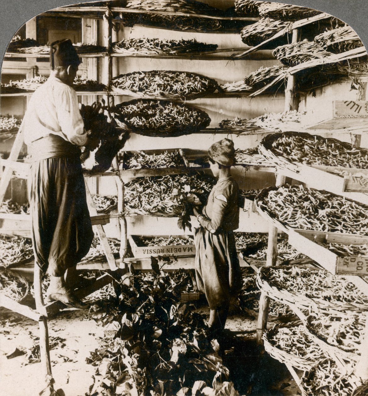 Karmienie jedwabników ich śniadaniem z liści morwy, góry Liban, Syria, 1900. autorstwa Underwood and Underwood