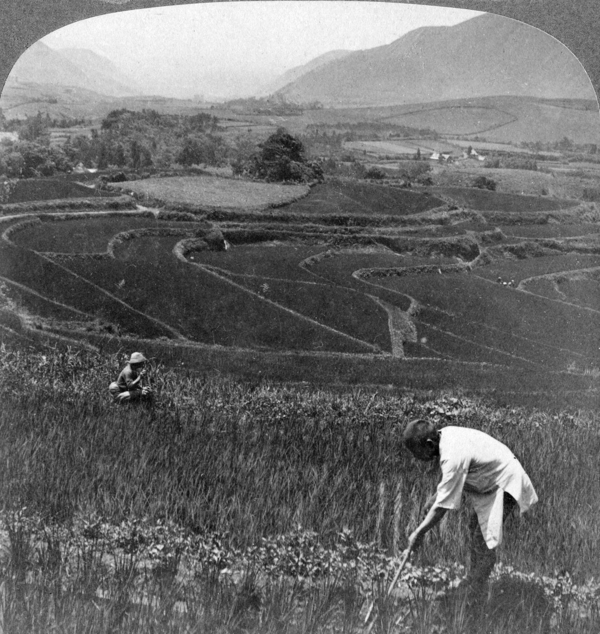 Żyzne pola ryżowe w starym kraterze Aso-San, Japonia, 1904. autorstwa Underwood and Underwood